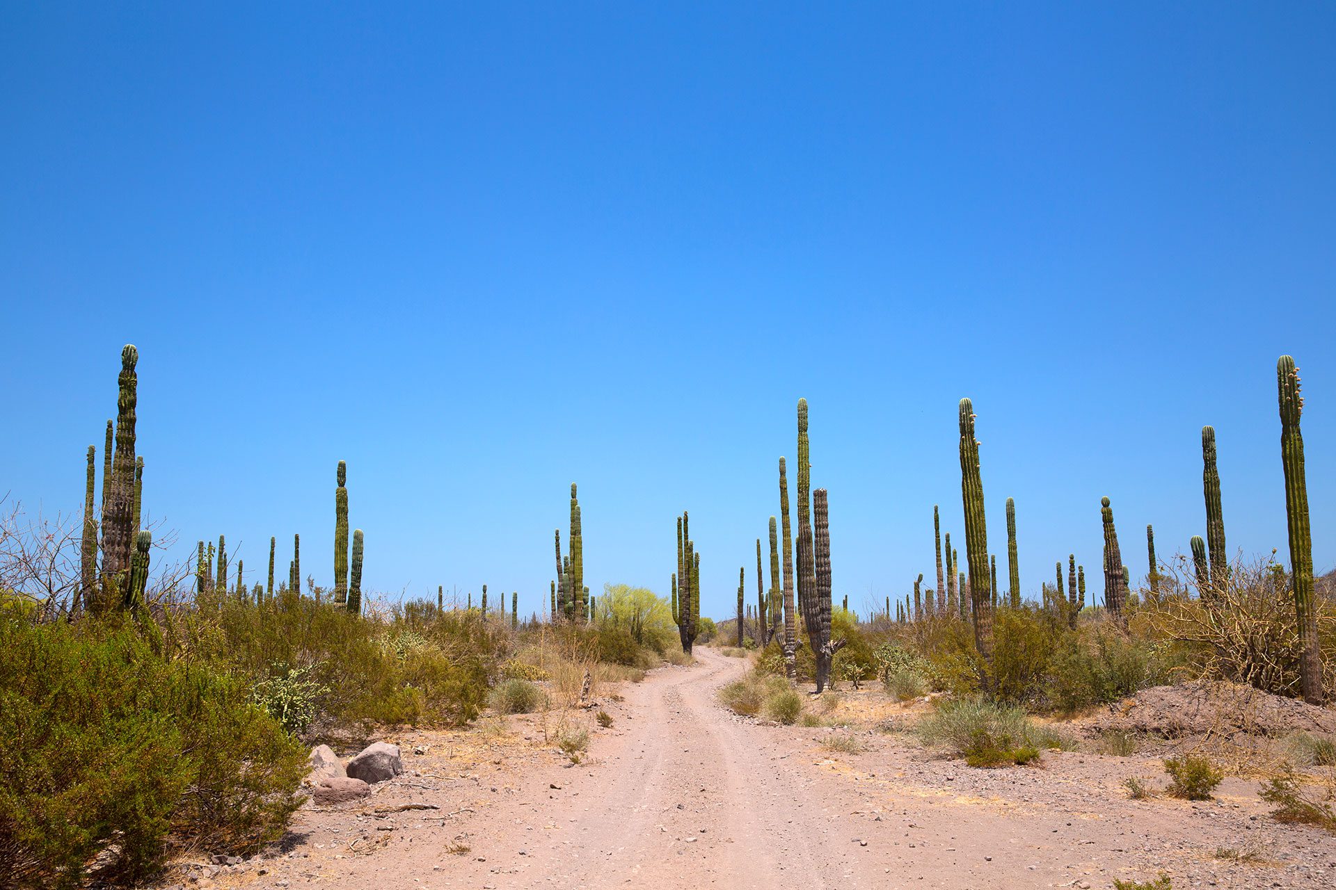 Christine Bozza Itinérances Basse Californie 6895