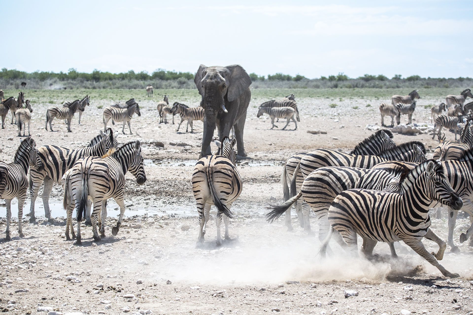 Christine Bozza Itinérances Faune Sauvage Namibie 156
