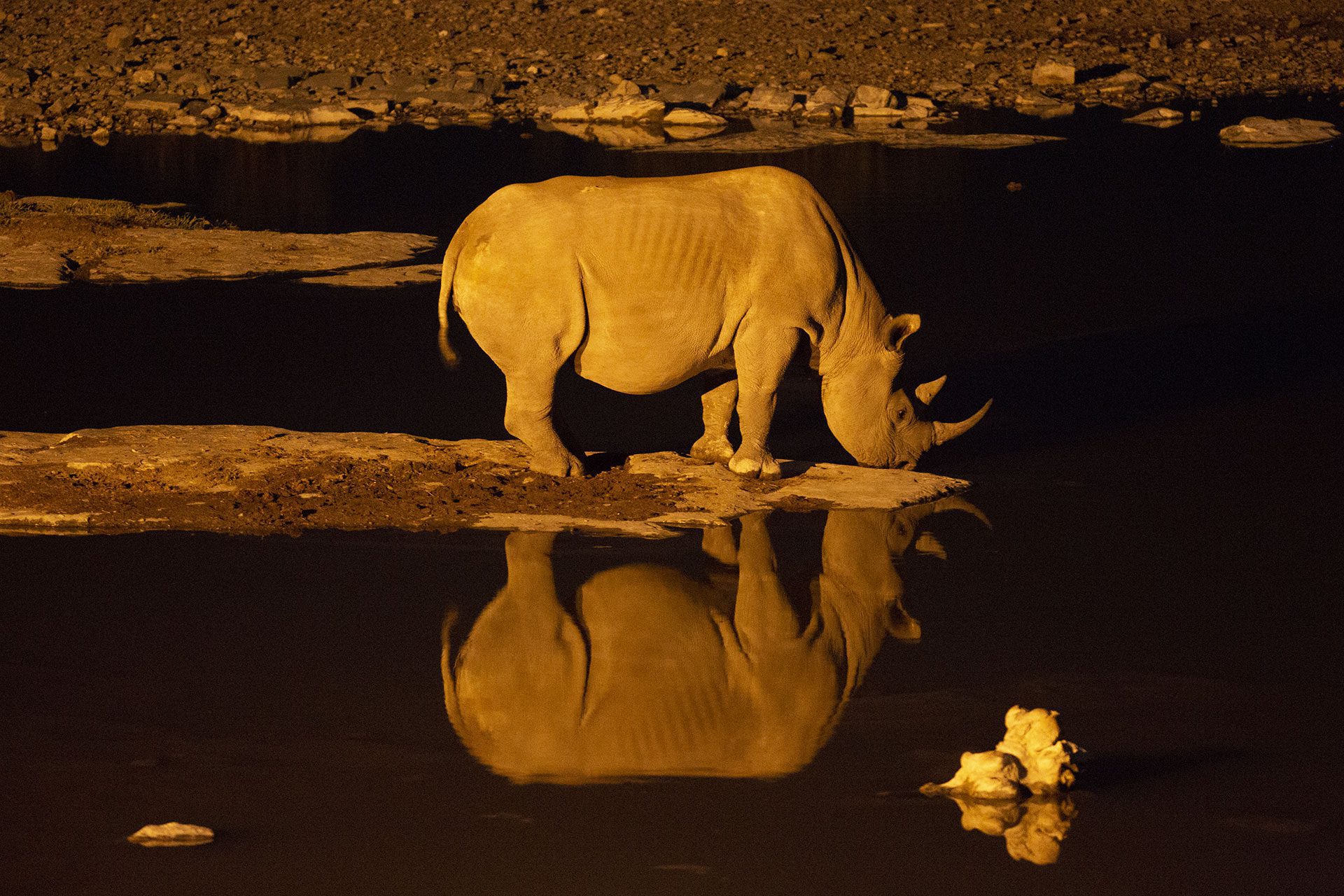 Christine Bozza Itinérances Faune Sauvage Namibie 479