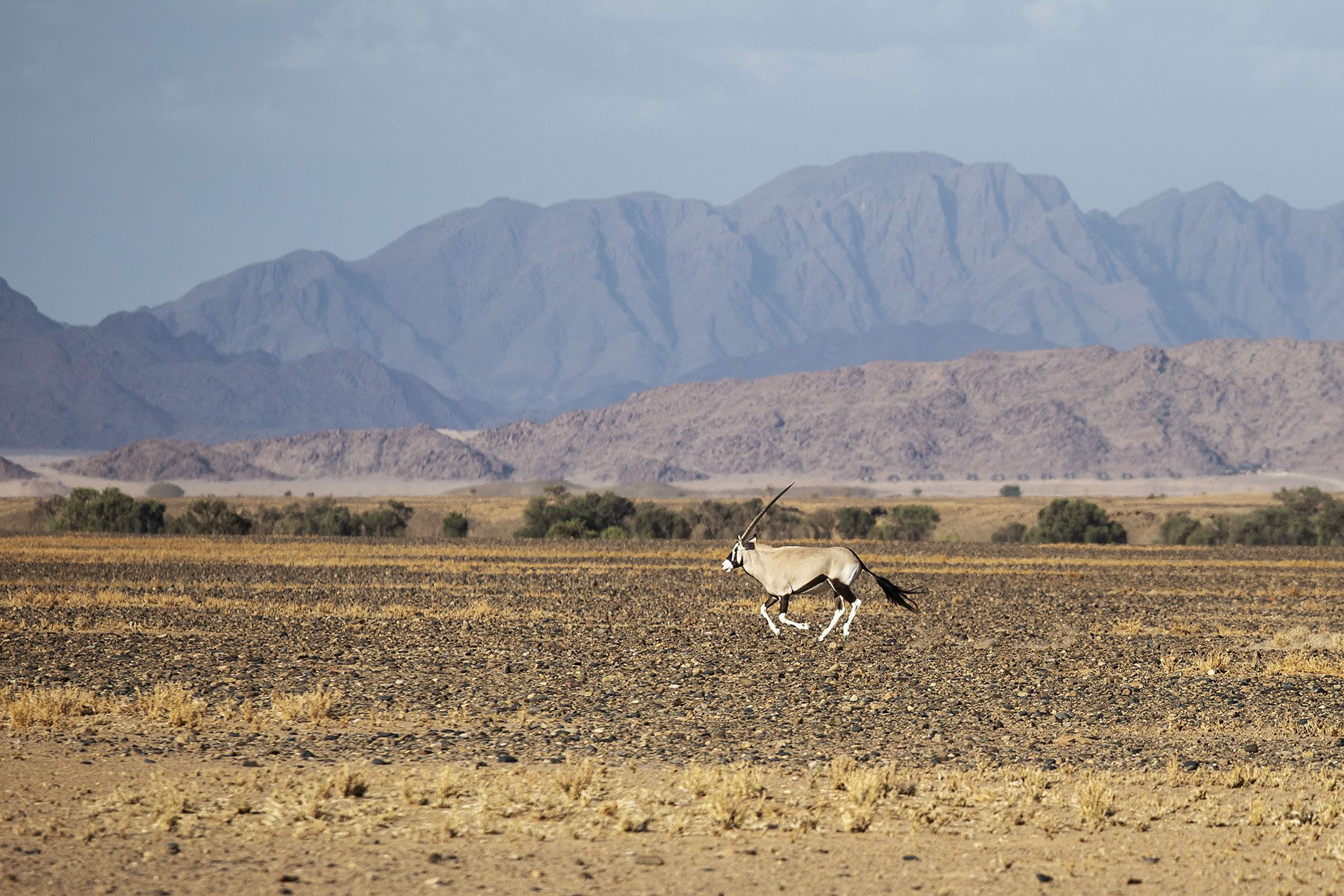 Christine Bozza Itinérances Faune Sauvage Namibie 91